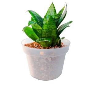 Híbrido de planta de sansevieria en maceta decorativa, ideal para interior y decoración moderna.